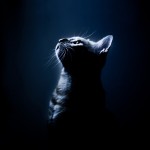 Sfondi gatti - wallpapers gatto hd