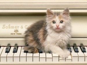 Sfondi gatti - wallpapers gatto sul pianoforte