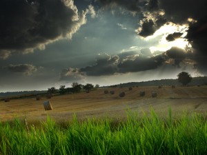 Sfondi HD natura desktop - wallpapers campo di grano HD