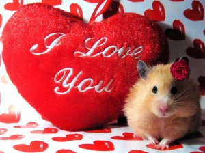 Sfondi San Valentino - I love you - wallpapers desktop gratis