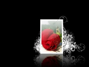 Sfondi San Valentino - rose rosse - wallpapers desktop gratis