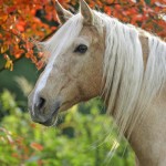 Sfondi desktop cavallo bianco HD - wallpapers hd