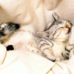 Sfondi gatto divernte che dorme - wallpapers