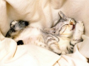 Sfondi gatto divernte che dorme - wallpapers