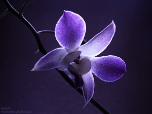 Sfondi 3D fiore orchidea