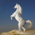 Sfondi cavallo nel deserto - wallpapers