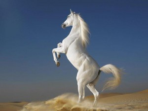 Sfondi cavallo nel deserto - wallpapers