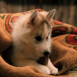 Sfondi desktop HD cani - wallpapers cucciolo husky