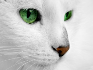 Sfondi desktop HD gatto bianco - wallpapers