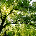 Sfondi desktop paesaggi HD - wallpapers albero