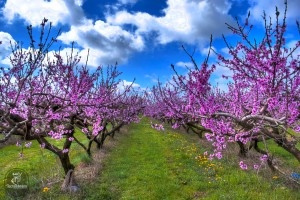 Sfondi desktop primavera - fiori di pesco