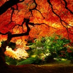 Sfondi desktop gratis HD - autunno