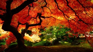 Sfondi desktop gratis HD - autunno