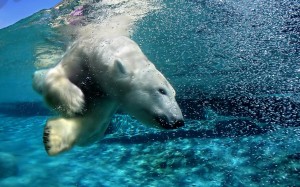 Sfondi HD azzurri orso polare