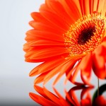 Sfondi desktop natura HD gratis - fiore gerbera