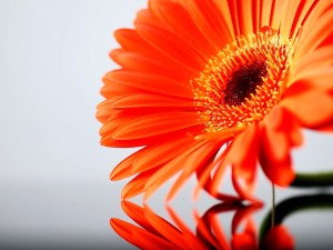 Sfondi desktop natura HD gratis - fiore gerbera