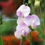 Sfondi desktop natura HD gratis - orchidea