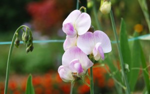 Sfondi desktop natura HD gratis - orchidea