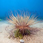 Sfondi pc gratis HD - anemone di mare - immagine