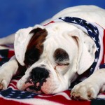 Sfondi pc gratis HD - bulldog americano - immagine animali