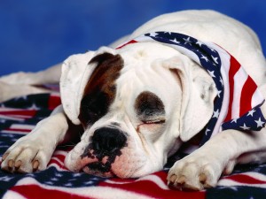 Sfondi pc gratis HD - bulldog americano - immagine animali