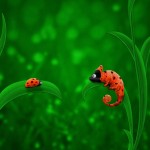 Sfondi pc gratis HD - camaleonte e coccinella - immagine