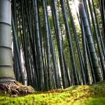 Sfondi HD desktop gratis - foresta di bamboo