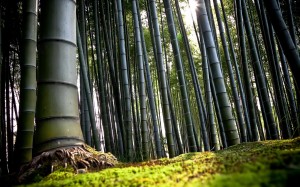 Sfondi HD desktop gratis - foresta di bamboo