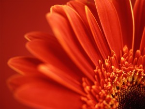 Sfondi desktop HD rossi - gerbera gratis