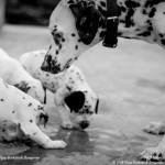 Sfondi desktop cani HD - dalmata