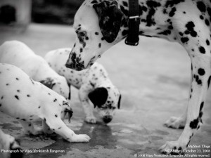 Sfondi desktop cani HD - dalmata