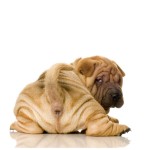 Sfondi desktop cani HD - sharpei