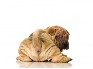 Sfondi desktop cani HD - sharpei