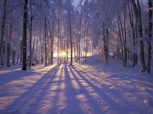 Sfondi desktop inverno HD - foresta innevata