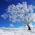 Sfondi desktop inverno - albero innevato