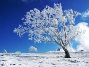 Sfondi desktop inverno - albero innevato