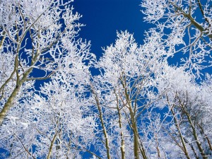 Sfondi desktop paesaggi inverno - alberi innevati