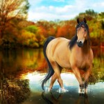 Sfondi desktop cavallo wallpapers