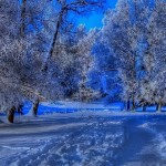 Sfondi neve per desktop - viale innevato