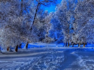 Sfondi neve per desktop - viale innevato