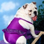 Sfondi divertenti - cane bulldog pazzo con tutu