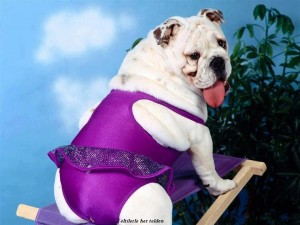 Sfondi divertenti - cane bulldog pazzo con tutu