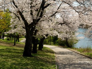 Sfondi primavera per desktop - alberi in fiore