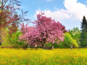 Sfondi primavera per desktop - campo fiorito