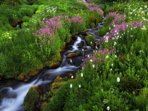 Sfondi primavera per desktop - torrente