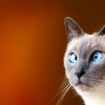 Sfondi animali divertenti per desktop - gatto strabico