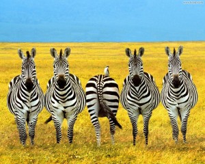 Sfondi animali divertenti per desktop - zebre