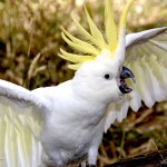 Sfondi desktop pappagalli - Cacatua