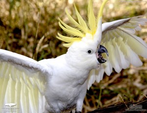 Sfondi desktop pappagalli - Cacatua