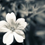 Sfondi-fiore-HD-per-desktop-immagine-gratis